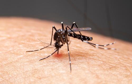 DENGUE: Febre alta e dor no corpo? Saiba quais os sintomas da doença