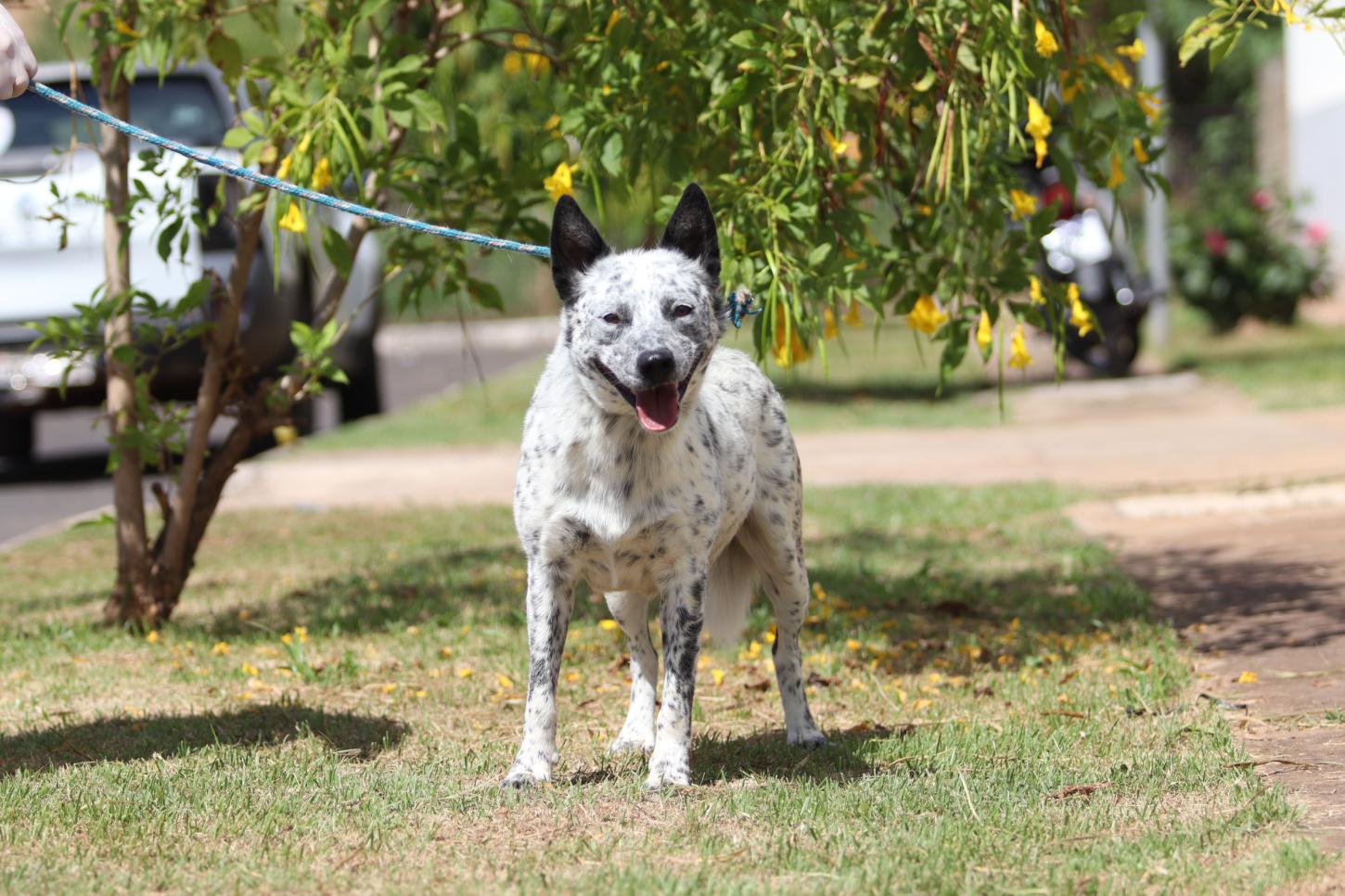 Cães do Canil Municipal são castrados e agora esperam por um lar