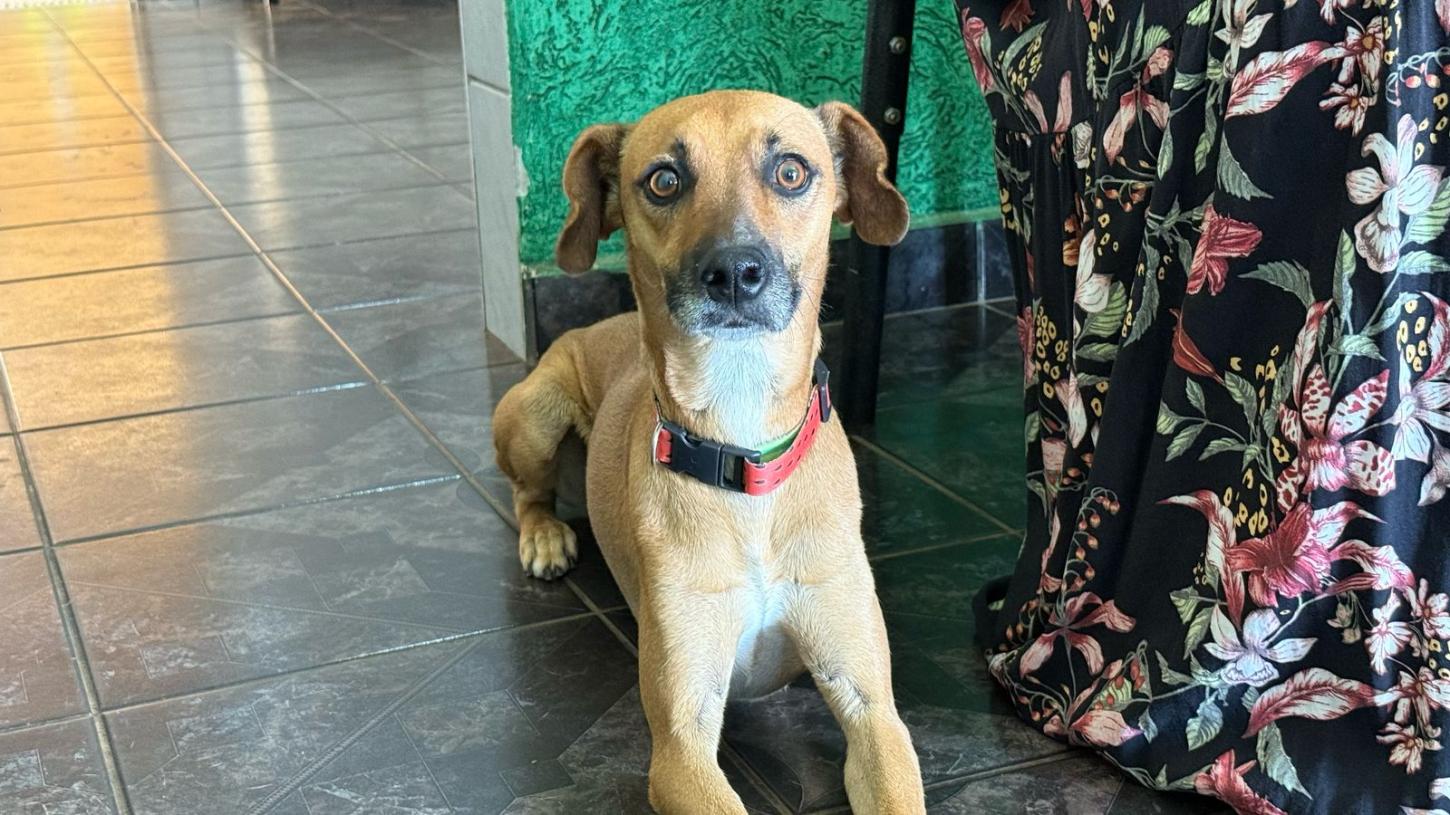 Canil Municipal realiza visitas de acompanhamento a cães adotados e reforça compromisso com o bem-estar animal