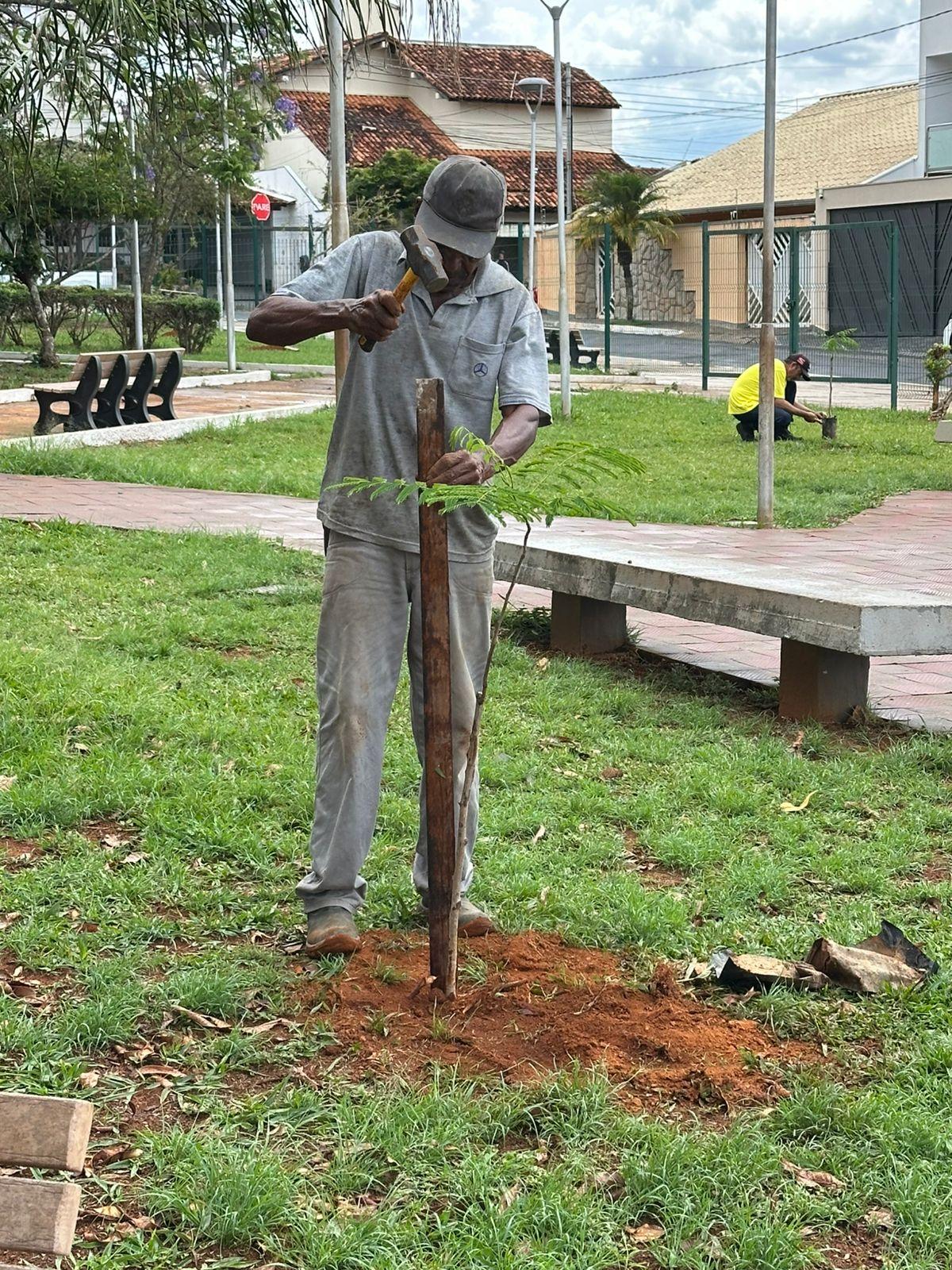 Praça Mangueira ganha novas árvores com a chegada do período chuvoso