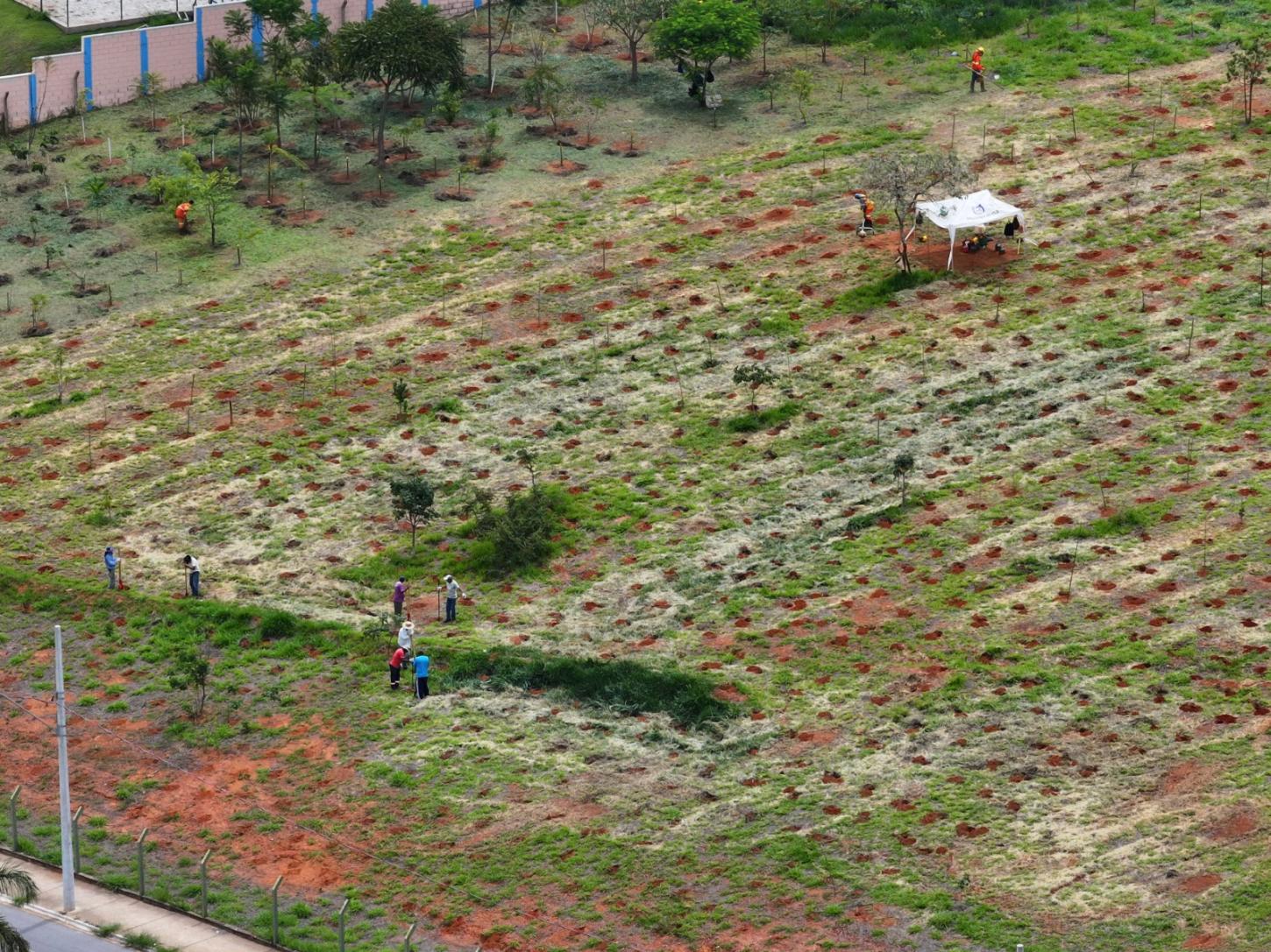 Araxá planta mais de 5.300 árvores e transforma a paisagem da cidade em 2025
