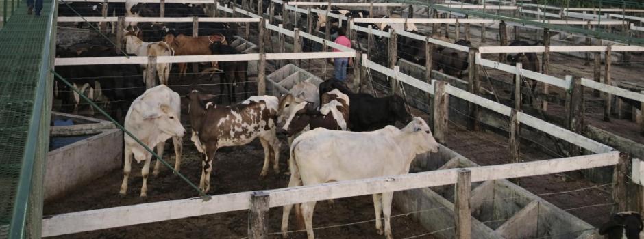 IMA investe em ações para garantir a saúde, segurança e o controle sanitário em Minas