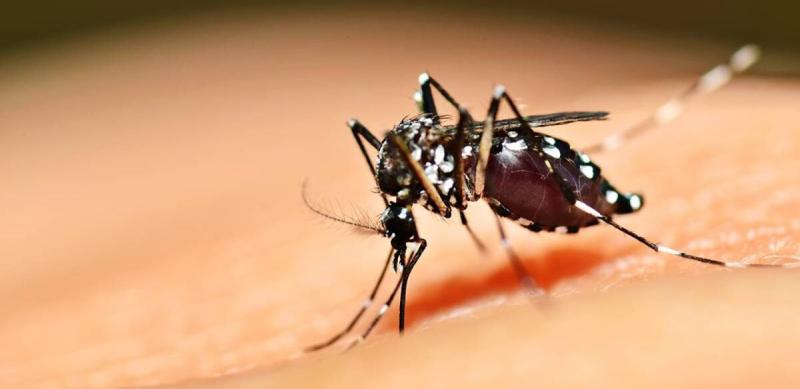 Casos de chikungunya na região acendem alerta em Araxá e Vigilância reforça ações de combate ao Aedes aegypti