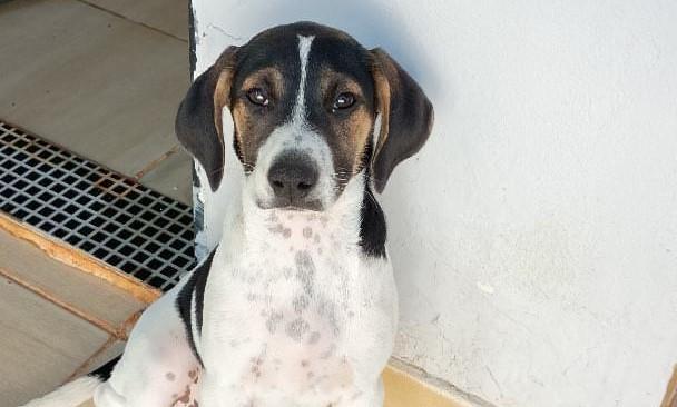 Polícia Civil de Araxá identifica homem que abandonou o cão de forma violenta em via pública