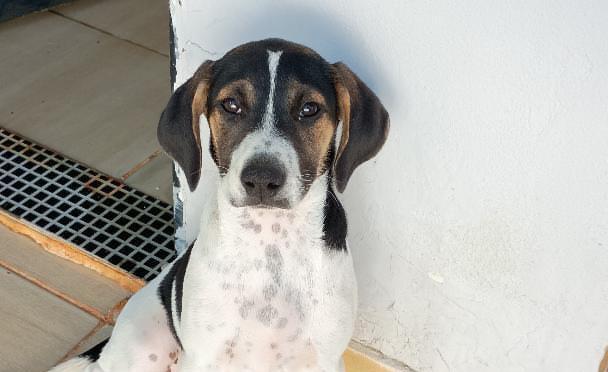 POLÍCIA CIVIL INDICIA HOMEM QUE ABANDONOU CÃO DE FORMA VIOLENTA EM ARAXÁ 