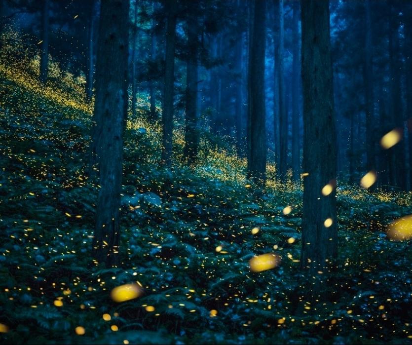 Projeto Foto em Pauta traz para Araxá a exposição “Ecosofias” a partir de 1º de agosto