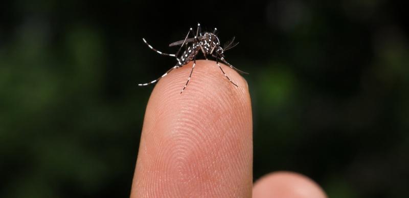 Vigilância Epidemiológica monitora circulação do sorotipo 3 da dengue em Araxá