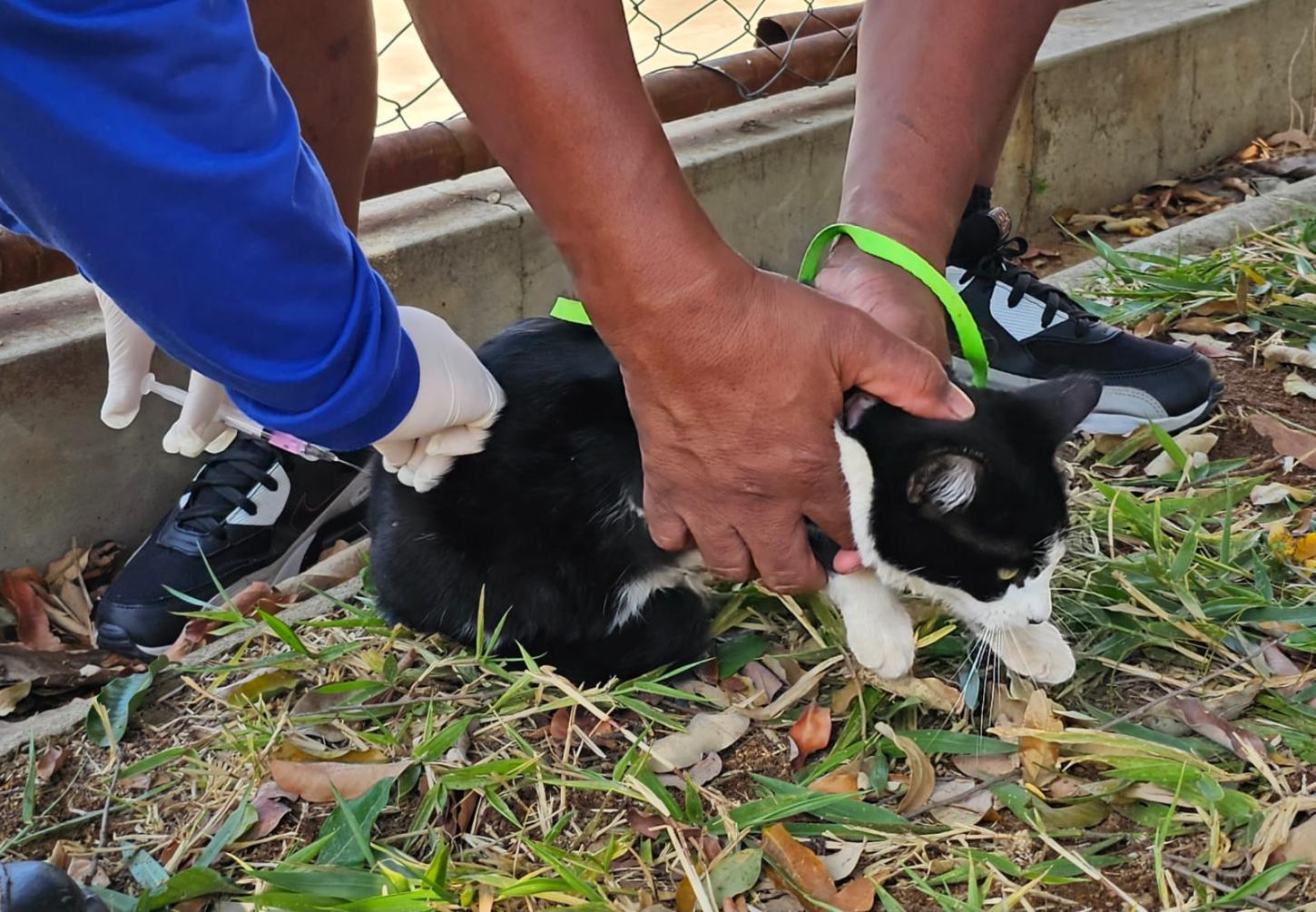 Araxá inicia vacinação antirrábica na zona rural começa na próxima segunda-feira (31)