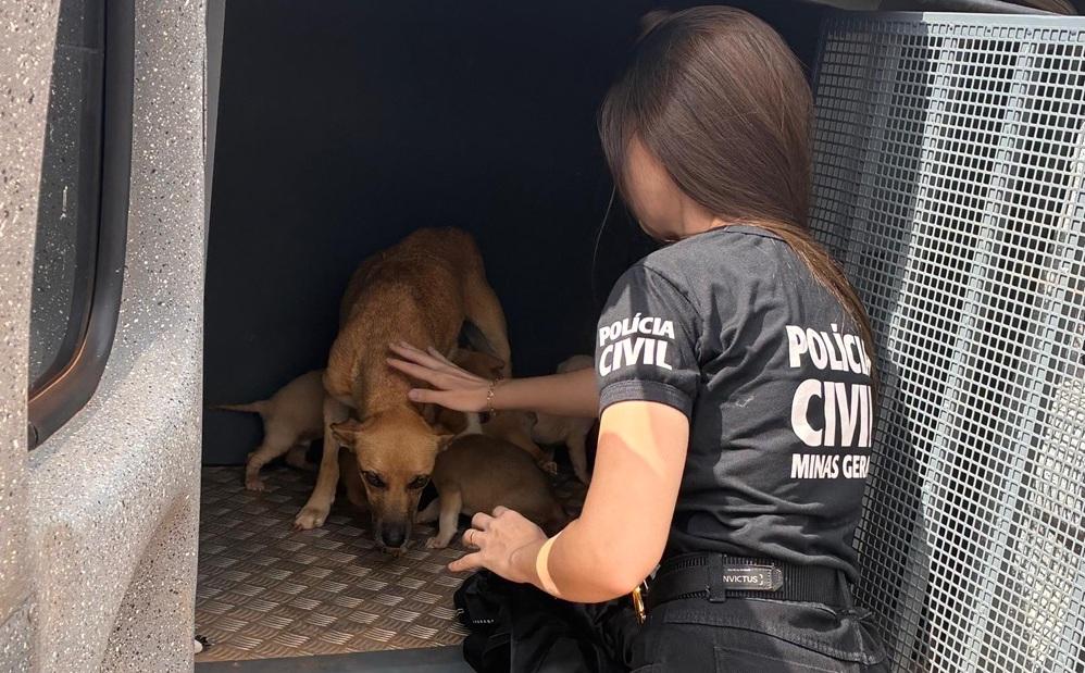 PC e PM resgaram nove cães durante ação de combate a maus-tratos