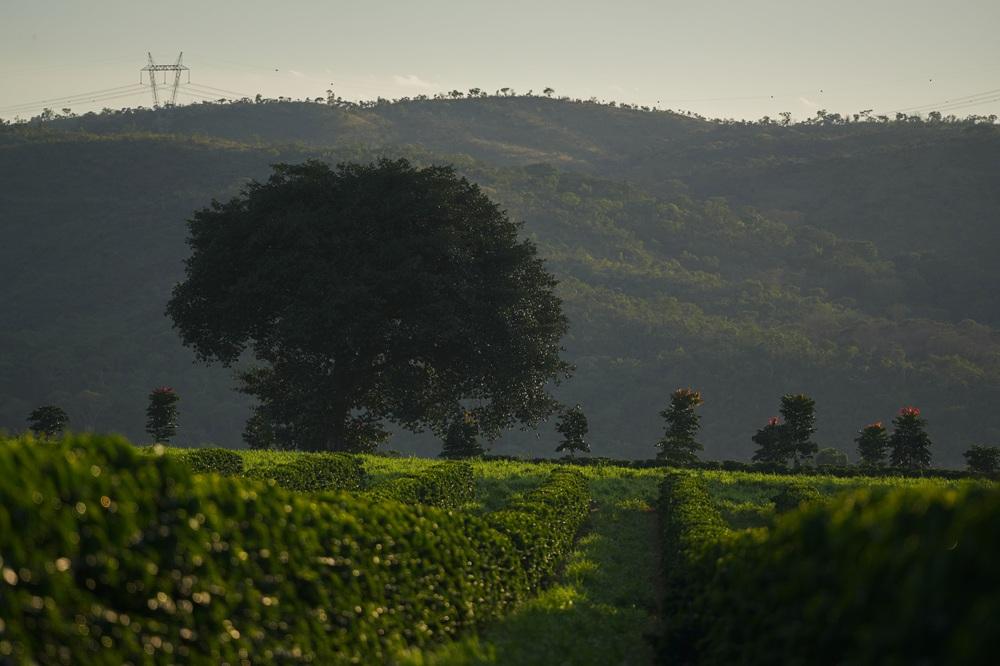 Região do Cerrado Mineiro lança Prêmio Futuro Regenerativo com R$ 40 mil em premiação
