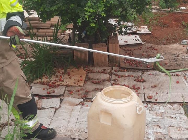 Bombeiros capturam cobra em residência no bairro Veredas do Belvedere 