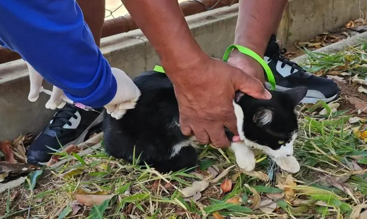 Araxá inicia vacinação antirrábica na zona rural começa na próxima segunda-feira (31)