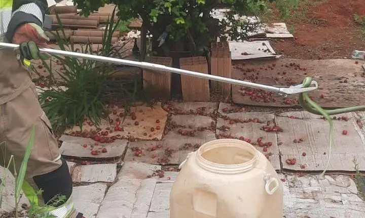 Bombeiros capturam cobra em residência no bairro Veredas do Belvedere 
