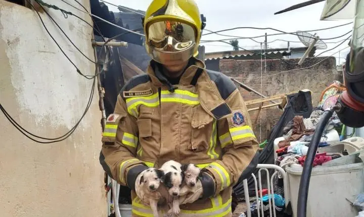 BOMBEIROS DE ARAXÁ COMBATEM INCÊNDIO EM RESIDÊNCIA E RESGATAM OITO FILHOTES DE CACHORRO