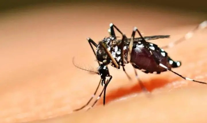 Casos de chikungunya na região acendem alerta em Araxá e Vigilância reforça ações de combate ao Aedes aegypti