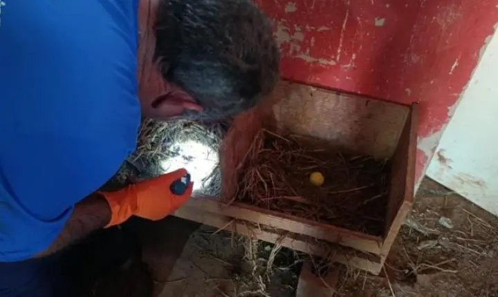 Levantamento anual monitora presença do barbeiro transmissor da doença de Chagas na zona rural de Araxá