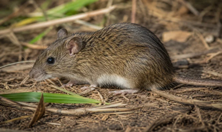 Morte por hantavírus é confirmada na região e acende alerta para doença transmitida por roedores