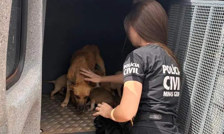 PC e PM resgaram nove cães durante ação de combate a maus-tratos