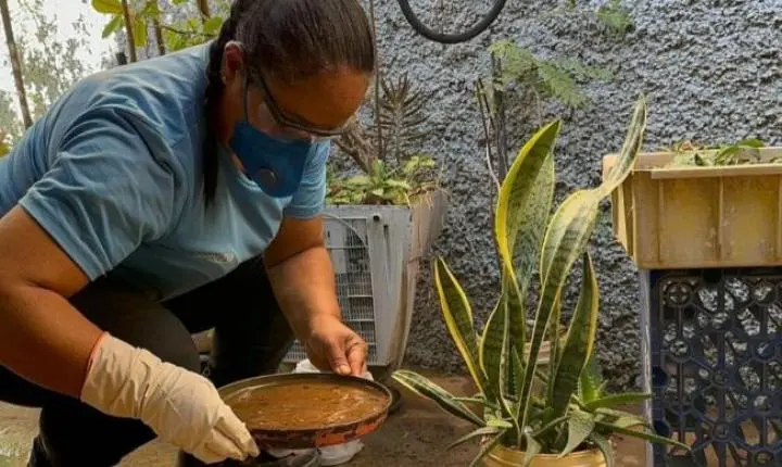 Período chuvoso aumenta risco de criadouros do Aedes e reforça cuidados dentro de casa