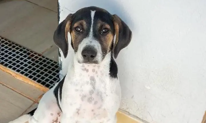 Polícia Civil de Araxá identifica homem que abandonou o cão de forma violenta em via pública