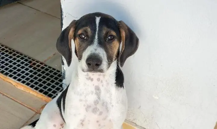 POLÍCIA CIVIL INDICIA HOMEM QUE ABANDONOU CÃO DE FORMA VIOLENTA EM ARAXÁ 