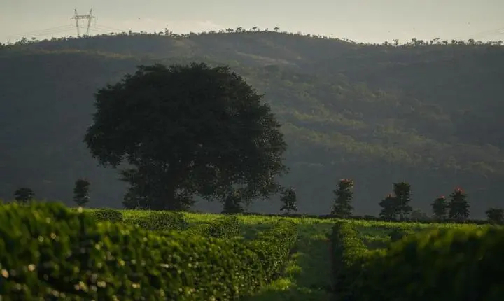 Região do Cerrado Mineiro lança Prêmio Futuro Regenerativo com R$ 40 mil em premiação