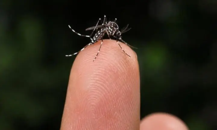Vigilância Epidemiológica monitora circulação do sorotipo 3 da dengue em Araxá